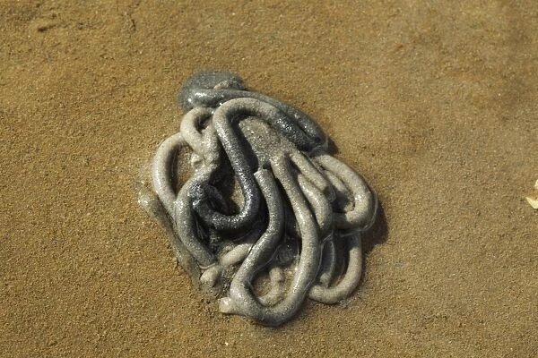 Lugworm (Arenicola marina) cast on sand at low tide, Poole Harbour, Dorset, England, April