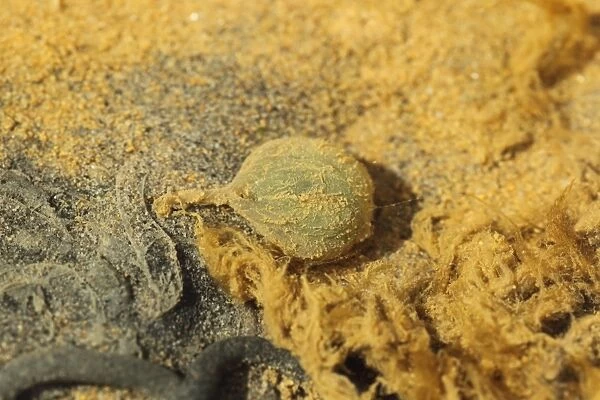 Lugworm (Arenicola marina) egg on beach at low tide, Poole Harbour, Dorset, England, April