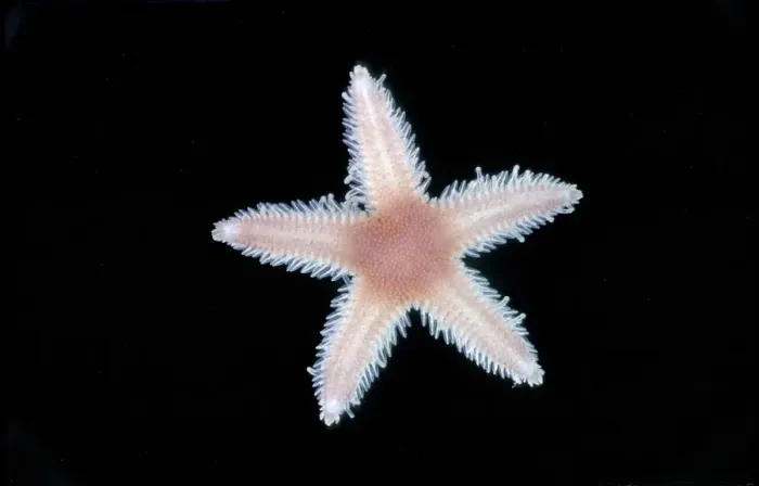 Framed Print : The Luidia sarsi is a species of starfish. young taken 1967 Framed Print : The Luidia sarsi is a species of starfish. young taken 1967