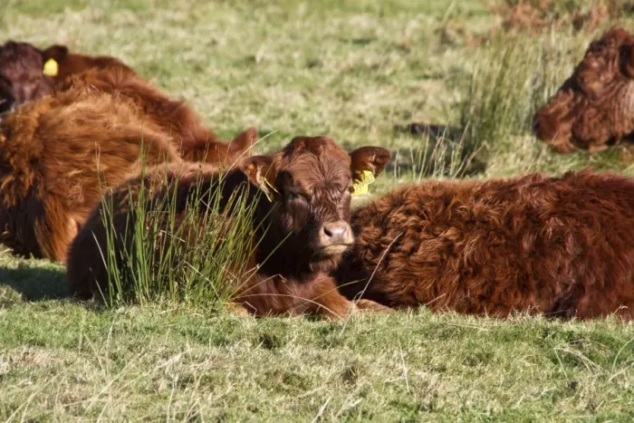 Framed Print : Luing cattle, beef breed developed on island of Luing, herd resting in pasture, Jura, Inner Hebrides, Scotland Framed Print : Luing cattle, beef breed developed on island of Luing, herd resting in pasture, Jura, Inner Hebrides, Scotland