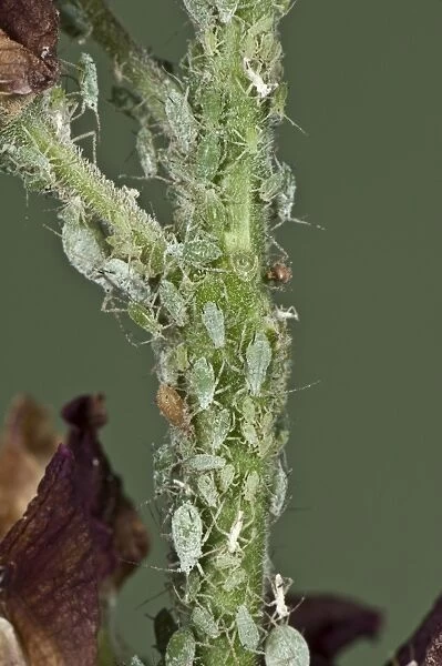 Lupin aphids, Macrosiphum albifrons, infestation on the peduncle of a lupin flower