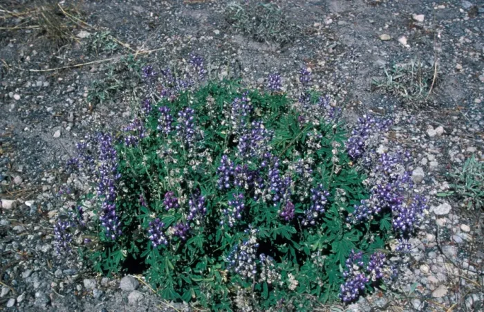 Framed Print : Lupin Silvery (Lupinus argenteus) In flower, Yellowstone National Park, USA Framed Print : Lupin Silvery (Lupinus argenteus) In flower, Yellowstone National Park, USA