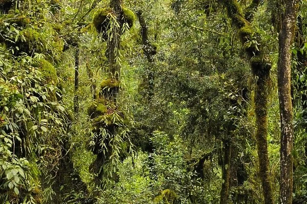 Lush montane rainforest interior habitat, Nyungwe Forest N. P. Rwanda, march