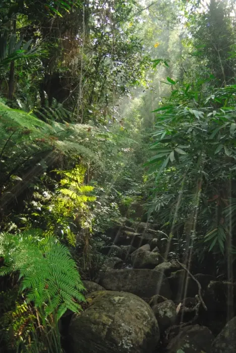 Framed Print : Lush vegetation overhanging stream in primary lowland rainforest habitat, Sinharaja Forest Reserve, Sri Lanka, February Framed Print : Lush vegetation overhanging stream in primary lowland rainforest habitat, Sinharaja Forest Reserve, Sri Lanka, February