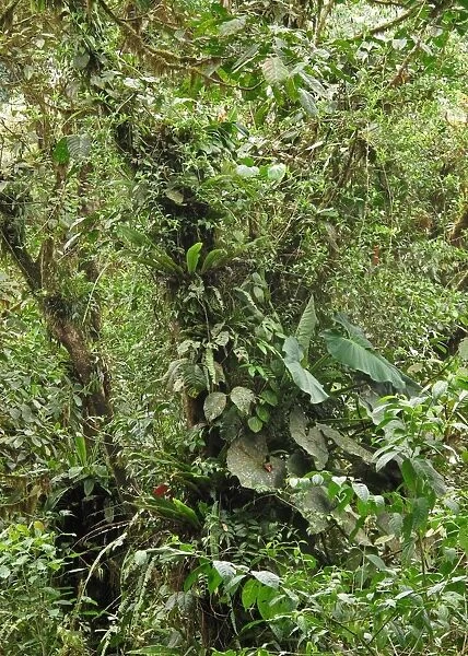 Lush vegetation in tropical forest habitat, Canopy Lodge, El Valle, Panama, October