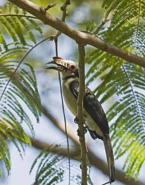 Luzon Tarictic Hornbill (Penelopides manillae) adult male, perched on branch, Subic, Luzon Island, Philippines