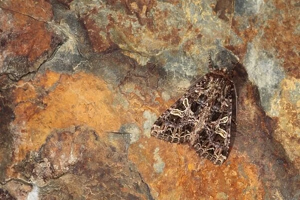 Lychnis Moth (Hadena bicruris) adult, camouflaged on stone, Pyrenees, Ariege, France, may
