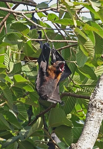 Lyles Flying Fox (Pteropus lylei) adult female, yawning, hanging at daytime roost, Siem Reap, Cambodia, January