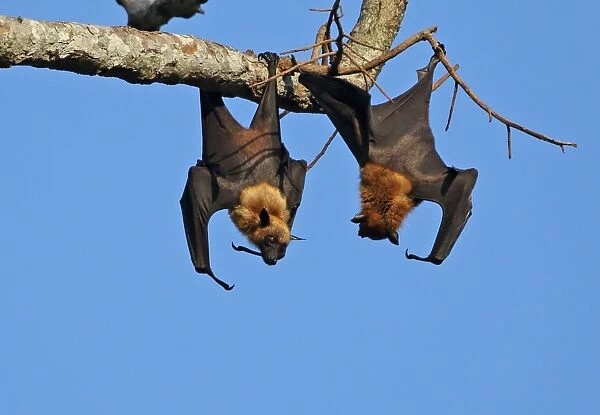 Lyles Flying Fox (Pteropus lylei) two adult males, fighting at daytime roost, Siem Reap, Cambodia, January