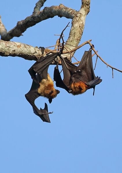 Lyles Flying Fox (Pteropus lylei) two adult males, fighting at daytime roost, Siem Reap, Cambodia, January