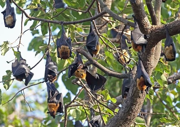 Lyles Flying Fox (Pteropus lylei) adults, group hanging at daytime roost, Siem Reap, Cambodia, January