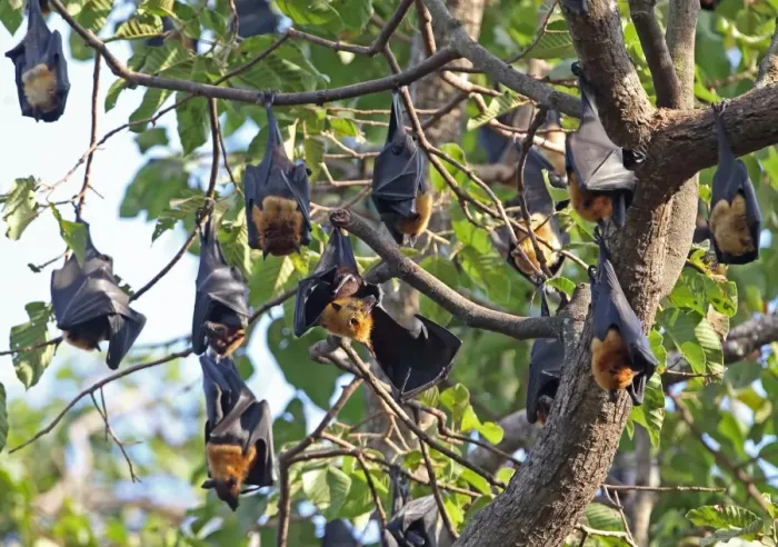 Framed Print : Lyles Flying Fox (Pteropus lylei) adults, group hanging at daytime roost, Siem Reap, Cambodia, January