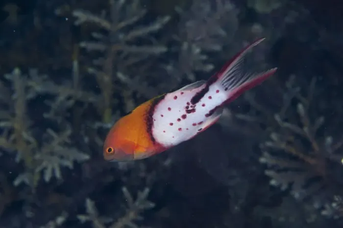 Framed Print : Lyretail Hogfish (Bodianus anthioides) adult, swimming in reef at night, Wetar Island, Barat Daya Islands