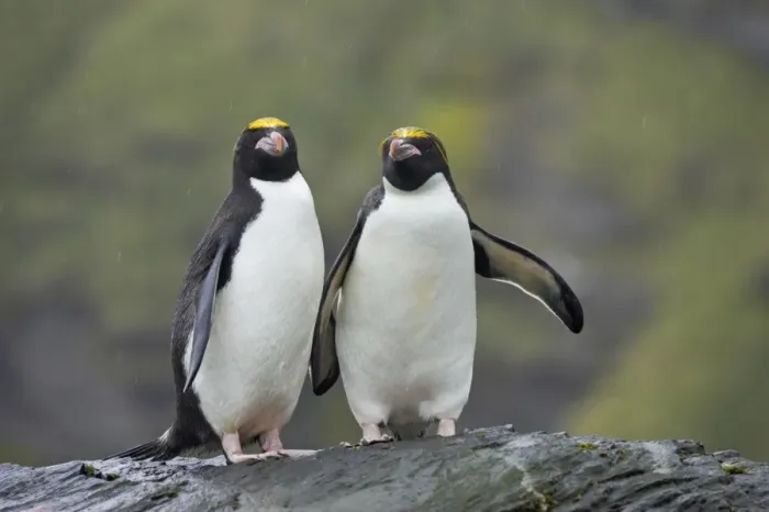 Framed Print : Macaroni Penguin (Eudyptes chrysolophus) adult pair, standing together on rock during rainfall, Royal Bay, South Georgia Framed Print : Macaroni Penguin (Eudyptes chrysolophus) adult pair, standing together on rock during rainfall, Royal Bay, South Georgia