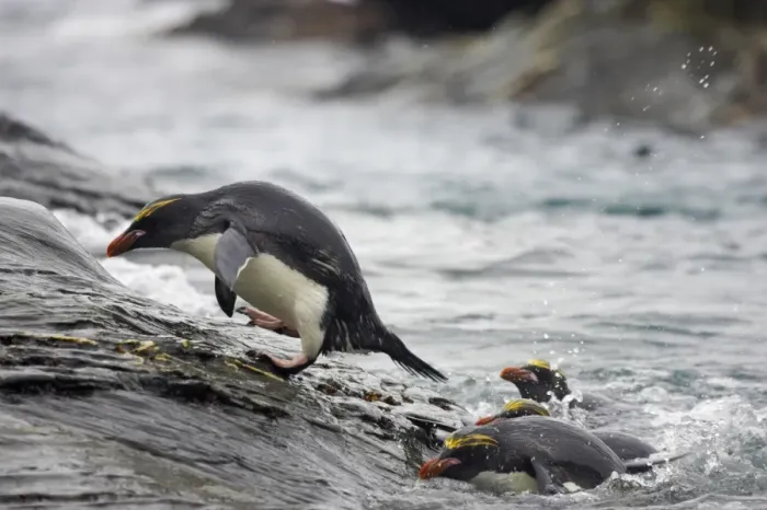 Framed Print : Macaroni Penguin (Eudyptes chrysolophus) adults, clambering up rocks from sea, Royal Bay, South Georgia Framed Print : Macaroni Penguin (Eudyptes chrysolophus) adults, clambering up rocks from sea, Royal Bay, South Georgia