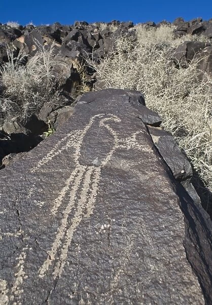 Macaw petroglyph carved on basalt rock, Petroglyph National Monument, Albuqurque, New Mexico, U. S. A. january