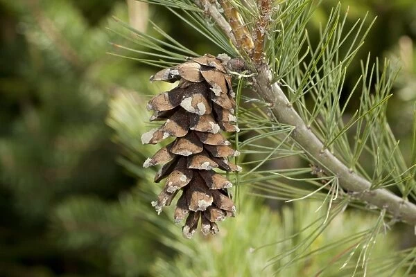 Macedonian Pine (Pinus peuce) close-up of female cone, Rila Mountains, Bulgaria, May