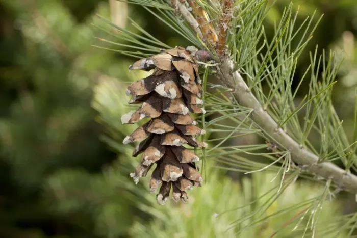Framed Print : Macedonian Pine (Pinus peuce) close-up of female cone, Rila Mountains, Bulgaria, May Framed Print : Macedonian Pine (Pinus peuce) close-up of female cone, Rila Mountains, Bulgaria, May