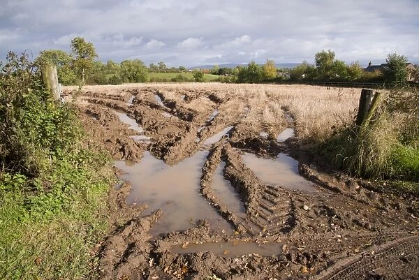 Machinery ruts and puddles in field gateway, Scotby, Carlisle, Cumbria, England, October