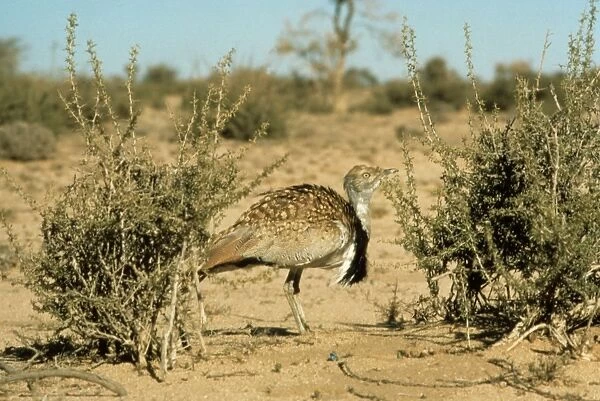 MacQueen's Bustard (Chlamodytes macqueenii) adult, standing in desert, Harrat Al Harrah National Reserve, Saudi Arabia