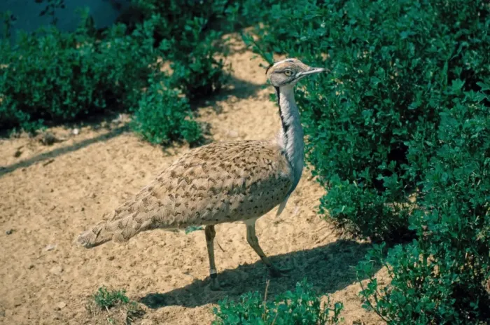 Framed Print : MacQueen's Bustard (Chlamydotis macqueenii) adult, standing on sand, Israel Framed Print : MacQueen's Bustard (Chlamydotis macqueenii) adult, standing on sand, Israel