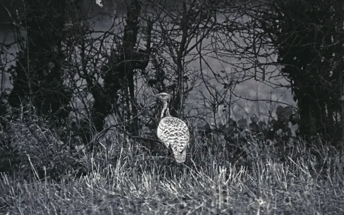 Framed Print : Macqueens Bustard (Houbara) 10 / 12 / 1962. Photo by Eric Hosking Framed Print : Macqueens Bustard (Houbara) 10 / 12 / 1962. Photo by Eric Hosking