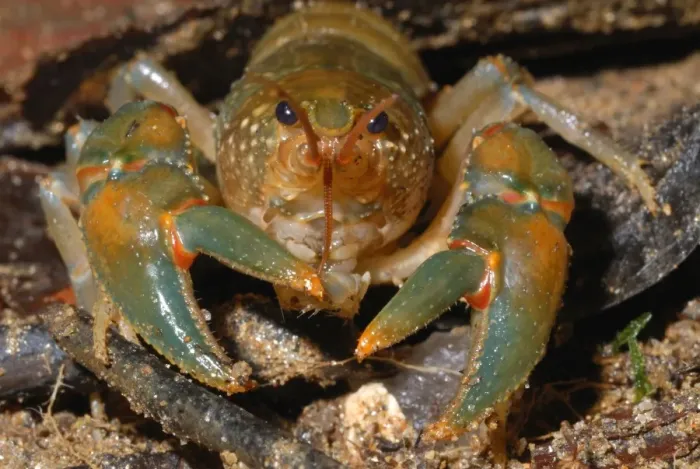 Framed Print : Madagascan Forest Crayfish (Astacoides granulimanus) adult, in primary rainforest, Ranomafana N. P