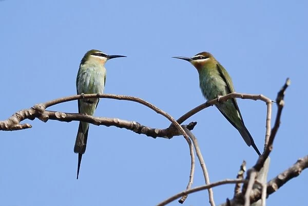 Madagascar Bee-eater (Merops superciliosus) adult pair, perched on twigs in gallery forest, Berenty Nature Reserve, Southern Madagascar, august