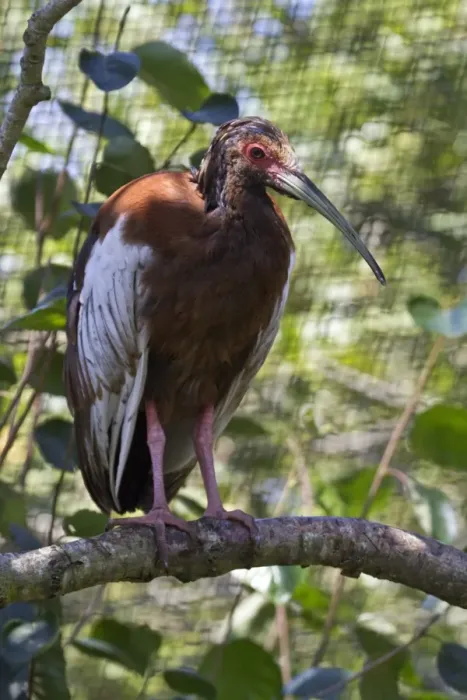 Framed Print : Madagascar crested Ibis Framed Print : Madagascar crested Ibis