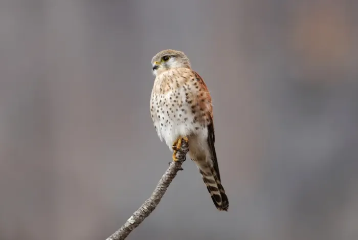 Framed Print : Madagascar Kestrel (Falco newtoni) pale phase, adult, perched on branch, Anja Nature Reserve, Central Madagascar, august Framed Print : Madagascar Kestrel (Falco newtoni) pale phase, adult, perched on branch, Anja Nature Reserve, Central Madagascar, august