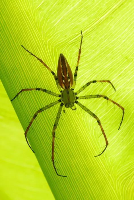 Framed Print : Madagascar Lynx Spider (Peucetia madagascariensis) adult, resting on leaf, Antsirabe, Central Madagascar, august