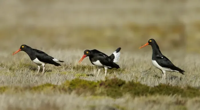 Framed Print : Magellanic Oystercatcher (Haematopus leucopodus) three adults, displaying, Torres del Paine N. P Framed Print : Magellanic Oystercatcher (Haematopus leucopodus) three adults, displaying, Torres del Paine N. P