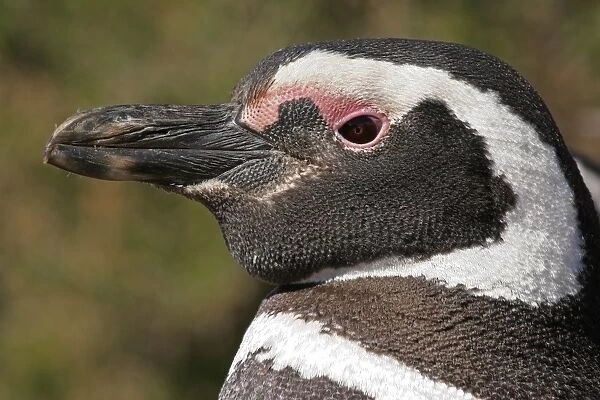 Magellanic Penguin (Spheniscus magellanicus) adult, close-up of head, Estancia San Lorenzo, Chubut, Argentina, october