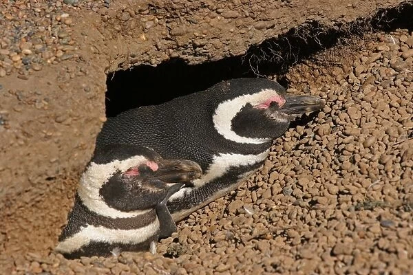 Magellanic Penguin (Spheniscus magellanicus) adult pair, sleeping at burrow entrance in breeding colony, Estancia San Lorenzo, Chubut, Argentina, october