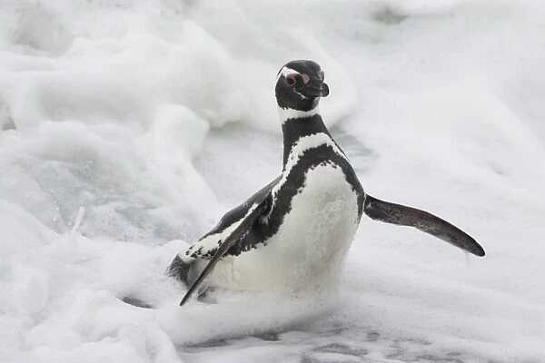 Magellanic Penguin (Spheniscus magellanicus) adult, emerging from surf, Saunders Island, Falkland Islands, february