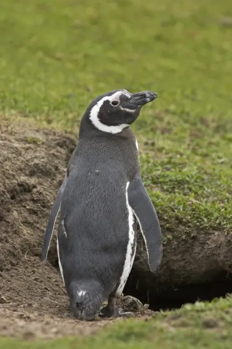 Framed Print : Magellanic Penguin (Spheniscus magellanicus) adult, standing at burrow entrance, Saunders Island, Falkland Islands