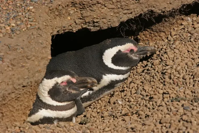 Framed Print : Magellanic Penguin (Spheniscus magellanicus) adult pair, sleeping at burrow entrance in breeding colony, Estancia San Lorenzo, Chubut, Argentina, october