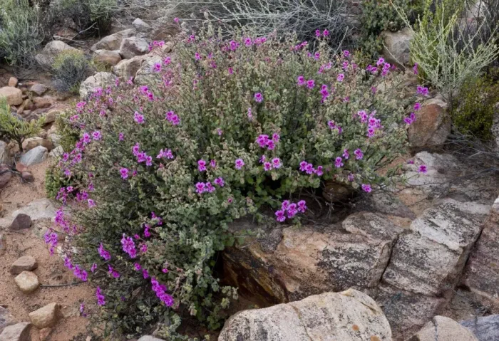Framed Print : Magenta-flowered Pelargonium (Pelargonium magenteum) flowering, Cederberg Mountains, Western Cape Province Framed Print : Magenta-flowered Pelargonium (Pelargonium magenteum) flowering, Cederberg Mountains, Western Cape Province