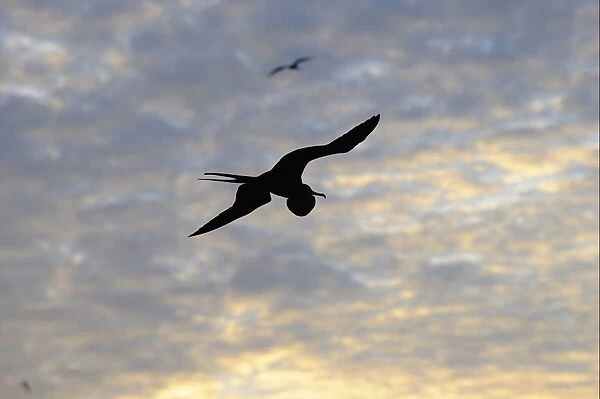 Magnificent Frigatebird (Fregata magnificens) adult male, silhouetted in flight with inflated gular pouch, Galapagos Islands