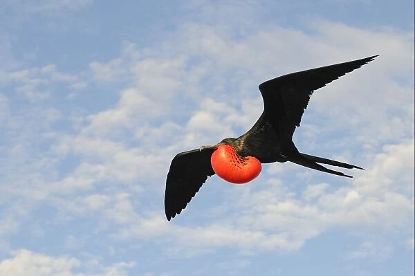 Magnificent Frigatebird (Fregata magnificens) adult male, in flight with inflated gular pouch, Galapagos Islands
