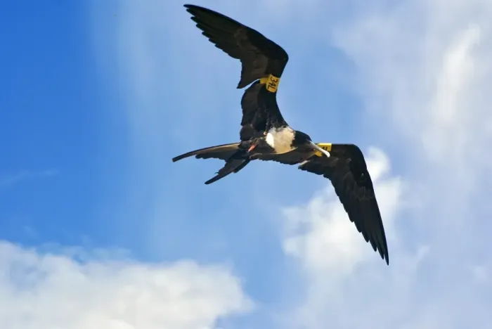 Framed Print : Magnificent Frigatebird (Fregata magnificens) adult female, in flight, with wing tags Framed Print : Magnificent Frigatebird (Fregata magnificens) adult female, in flight, with wing tags