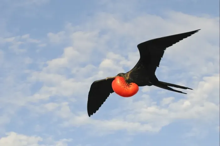 Framed Print : Magnificent Frigatebird (Fregata magnificens) adult male, in flight with inflated gular pouch, Galapagos Islands Framed Print : Magnificent Frigatebird (Fregata magnificens) adult male, in flight with inflated gular pouch, Galapagos Islands