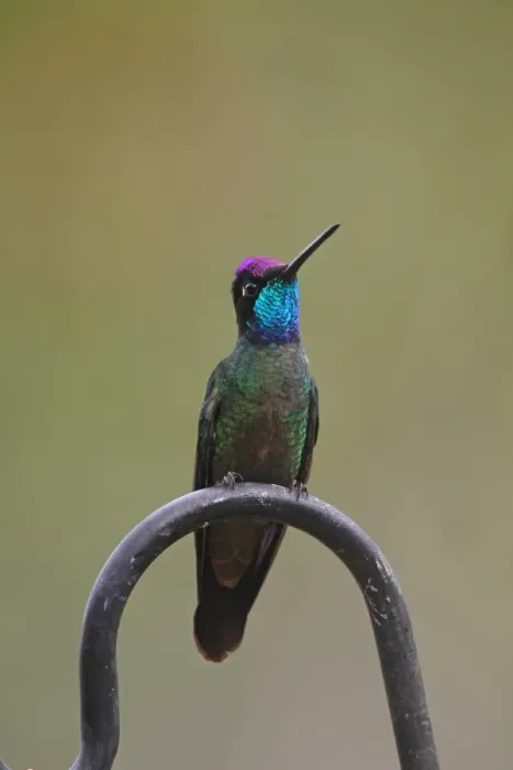 Framed Print : Magnificent Hummingbird (Eugenes fulgens) adult male, perched, Costa Rica, february Framed Print : Magnificent Hummingbird (Eugenes fulgens) adult male, perched, Costa Rica, february