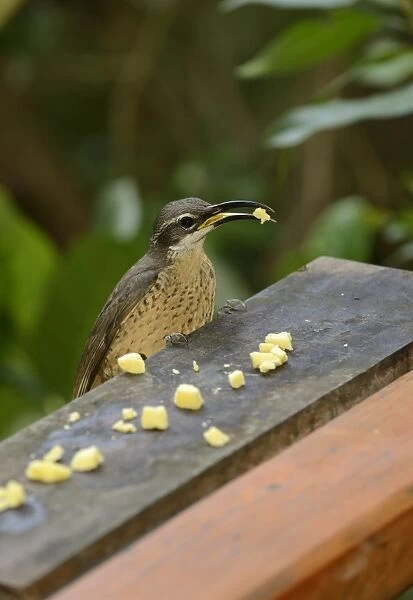 Magnificent Riflebird (Ptiloris magnificus) adult female, feeding on lumps of cheese at garden birdtable, Queensland