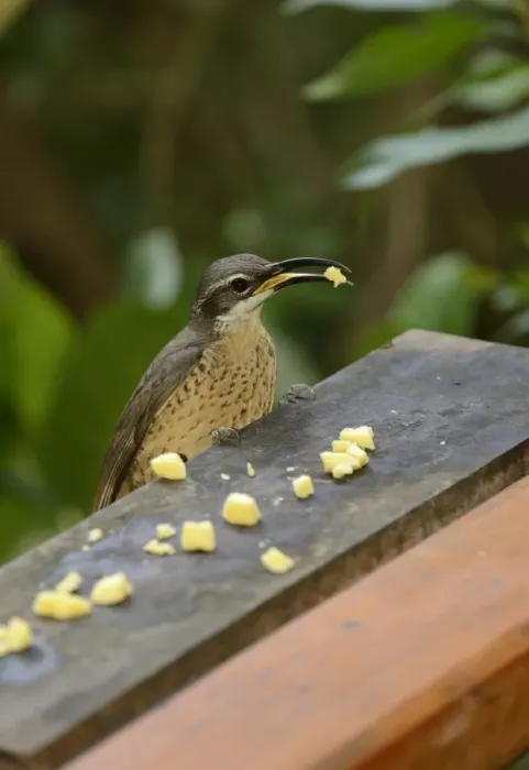 Framed Print : Magnificent Riflebird (Ptiloris magnificus) adult female, feeding on lumps of cheese at garden birdtable, Queensland Framed Print : Magnificent Riflebird (Ptiloris magnificus) adult female, feeding on lumps of cheese at garden birdtable, Queensland