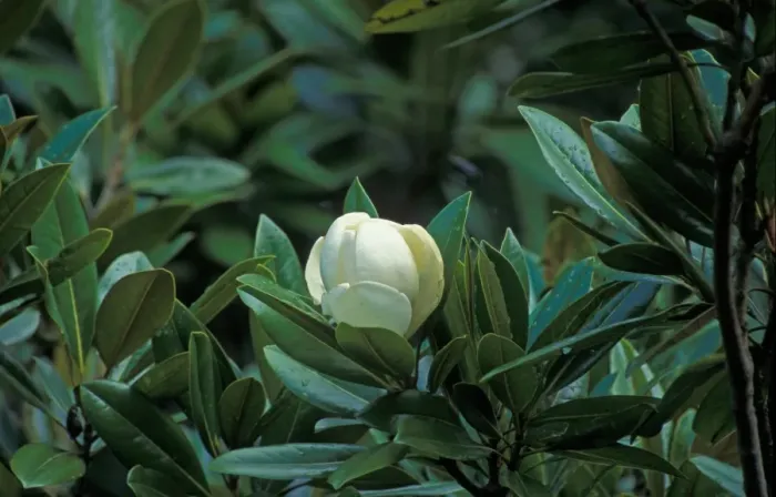 Framed Print : Magnolia - Southern or Evergreen (Magnolia grandiflora) Flower Framed Print : Magnolia - Southern or Evergreen (Magnolia grandiflora) Flower