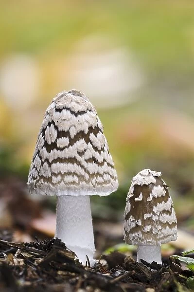 Magpie Fungus (Coprinopsis picacea) two fruiting bodies, Sir Harold Hillier Gardens, Romsey, Hampshire, England