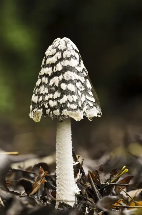 Framed Print : Magpie Fungus (Coprinopsis picacea) fruiting body, with raindrops hanging from edge of cap, Sir Harold Hillier Gardens Framed Print : Magpie Fungus (Coprinopsis picacea) fruiting body, with raindrops hanging from edge of cap, Sir Harold Hillier Gardens