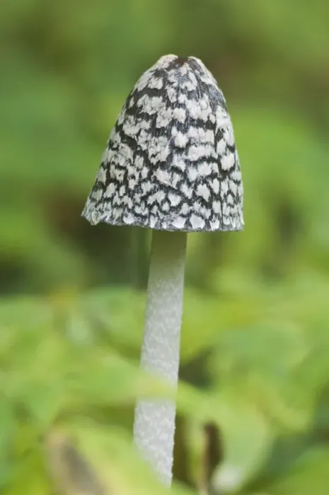 Framed Print : Magpie Fungus (Coprinus picaceus) fruiting body, Kent, England, october Framed Print : Magpie Fungus (Coprinus picaceus) fruiting body, Kent, England, october