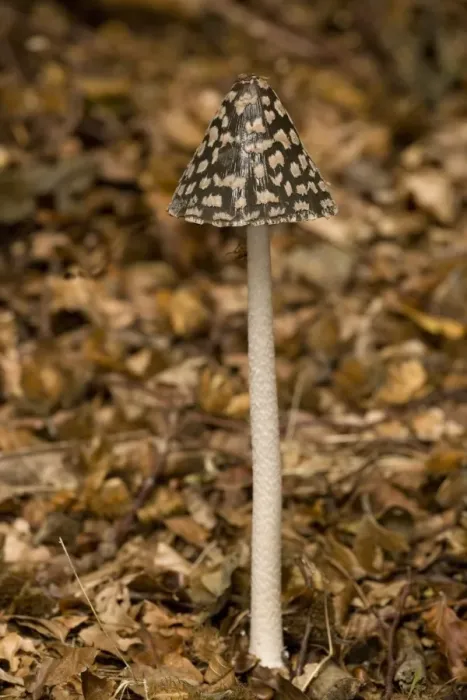 Framed Print : Magpie Fungus (Coprinus picaceus) fruiting body, growing amongst fallen leaves, autumn Framed Print : Magpie Fungus (Coprinus picaceus) fruiting body, growing amongst fallen leaves, autumn